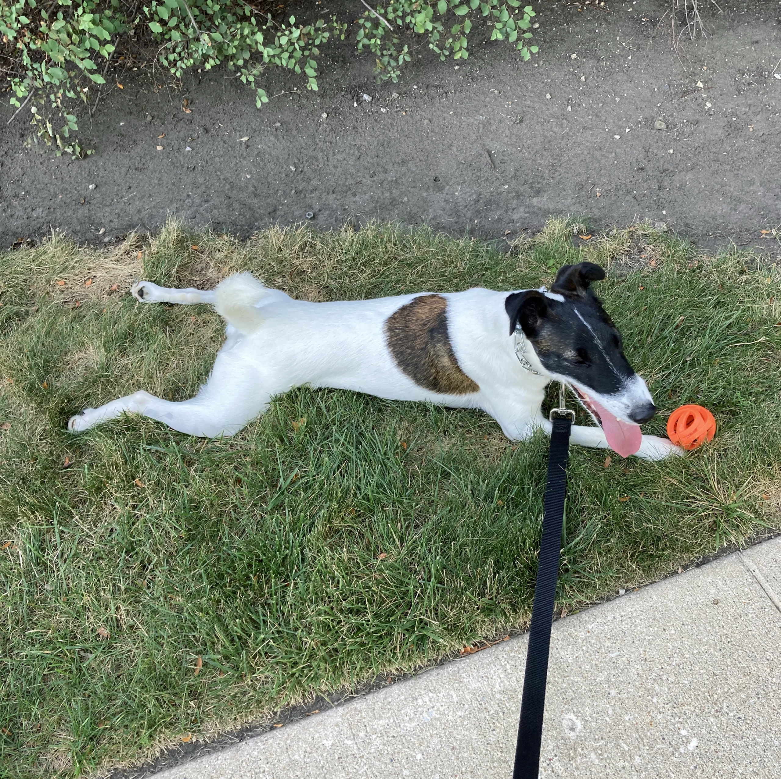smooth fox terrier laying sploots