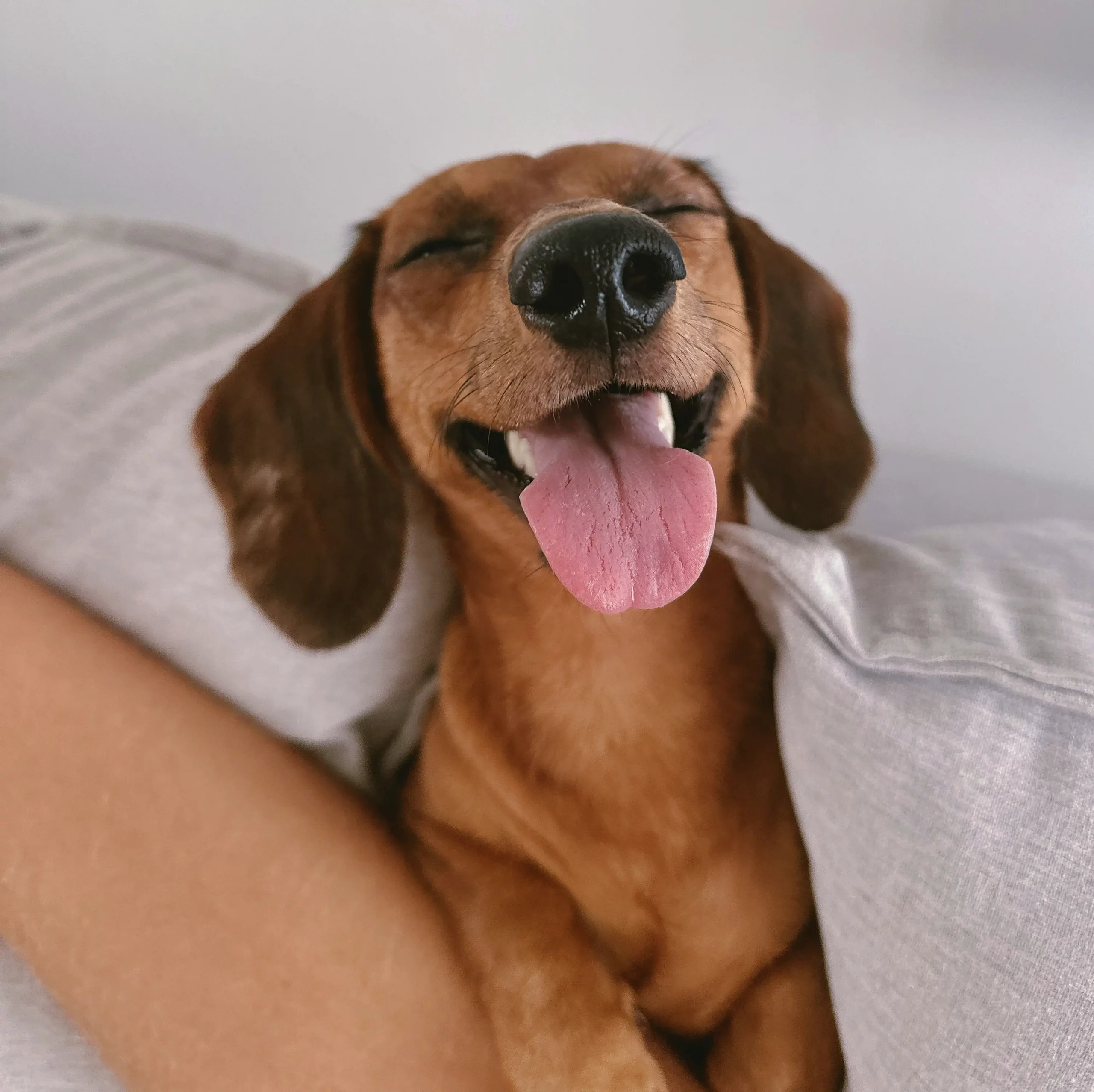 happy dachsund